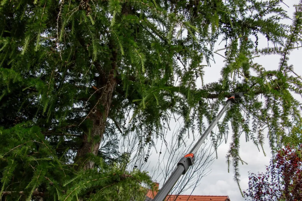 Taille des arbres à Talence