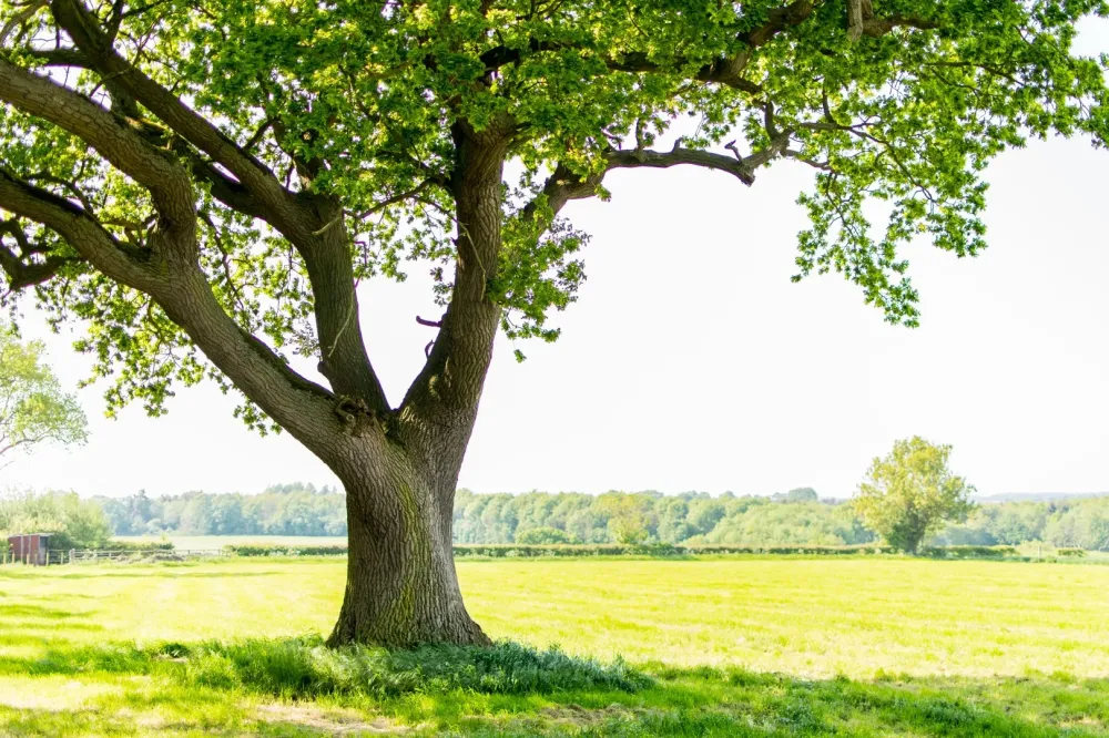 Élagueur à Talence